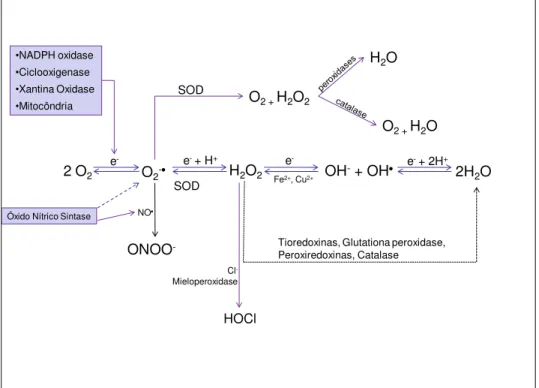 Figura 4. Esquema representativo da síntese e metabolismo de EROs . 