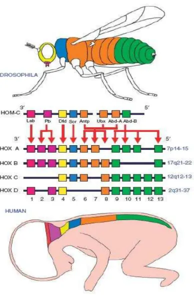 Figura 2. Conservação entre o complexo HOM-C e os genes HOX. A expressão dos genes  HOX humanos é regulada de acordo com três preceitos: colinearidade espacial, prevalência  posterior e colinearidade temporal