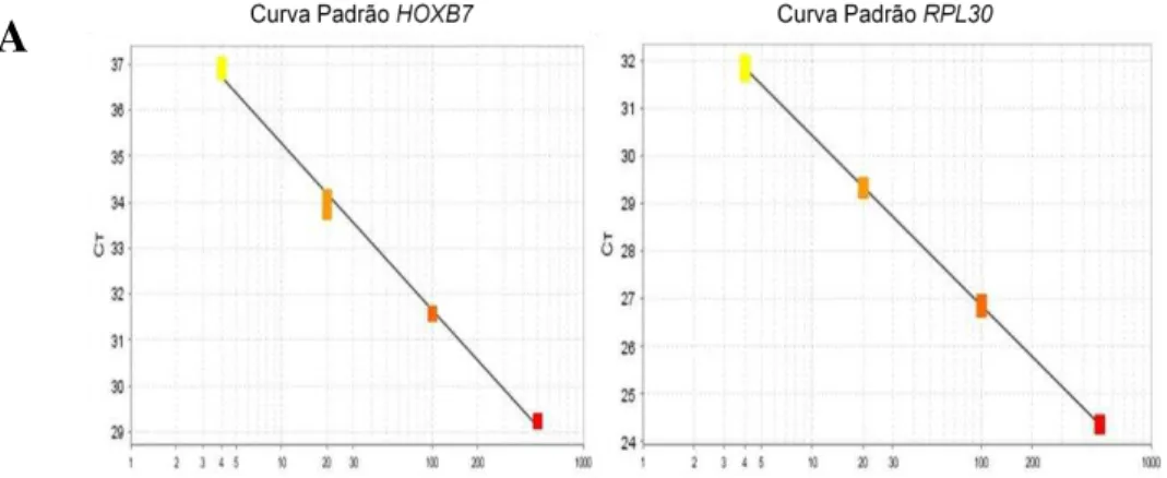 Figura  7.  Avaliação  da  eficiência  de  amplificação  dos  genes  HOXB7  e  RPL30.  (A)  demonstra a curva padrão oriunda da amplificação de cada ponto de diluição seriada