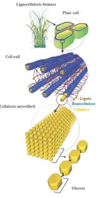 Figure  2.  Structural  composition  of  lignocellulosic  biomass  based  on  sugarcane