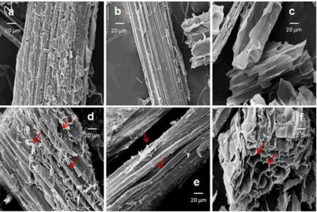 Figure 6. SEM images of bagasse samples: a whole bagasse, b fibre, c pith, d BWB, e  BF  and f BP