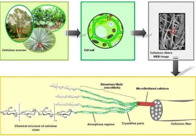 Figure  12.  From  the  cellulose  sources  to  the  cellulose  molecules:  Details  of  the  cellulosic fiber structure with emphasis on the cellulose micro fibrils