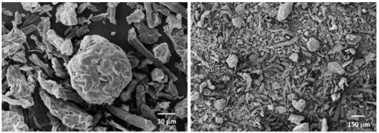 Figure  13  shows  scanning  electron  microscopy  images  of  microcrystalline  cellulose  Avicel®, which are small particles aggregated with irregular shape