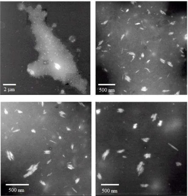 Figure  14.  TEM  images  of  nanocrystalline  cellulose,  obtained  from  sulphuric  acid  hydrolysis