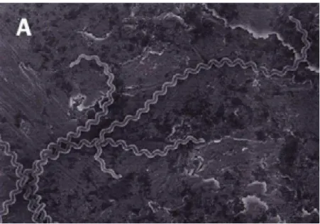 Figura  1  -  Micrografia  eletrônica  de  varredura  de  alta  resolução  de  L.  interrogans  serovar                    Copenhageni 