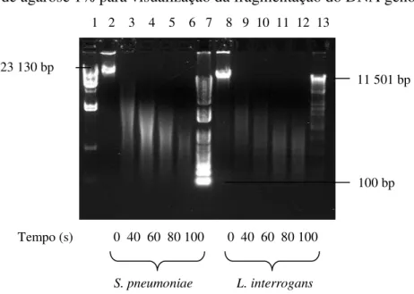 Figura 8 - Gel de agarose 1% para visualização da fragmentação do DNA genômico                                      1   2    3    4    5    6   7    8   9  10  11  12  13 