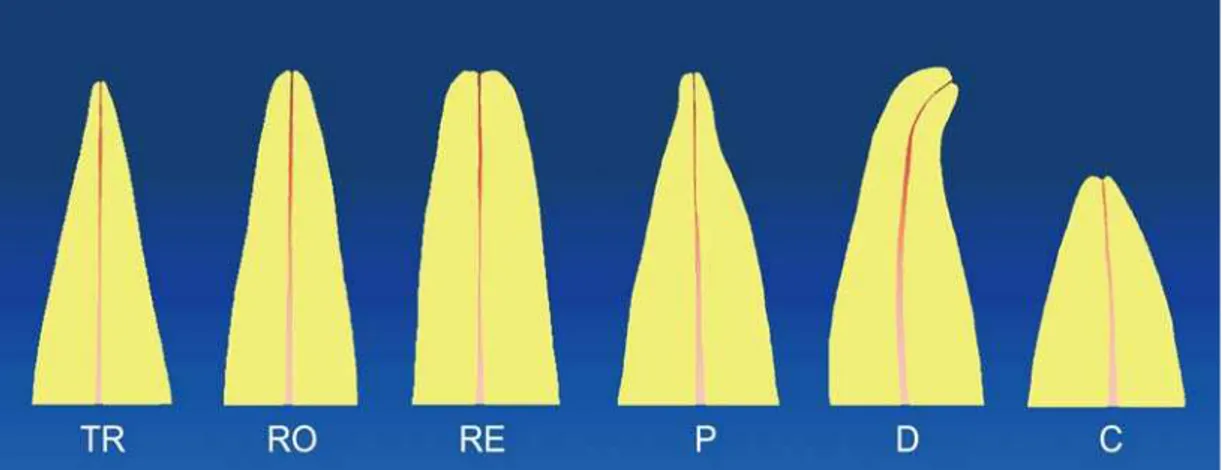 FIGURA 4.4 – Classificação das raízes de acordo com a forma: TR (triangular), RO  (romboidal), RE (retangular), P (pipeta), D (dilacerada), C (curta) 45,67,97,118 