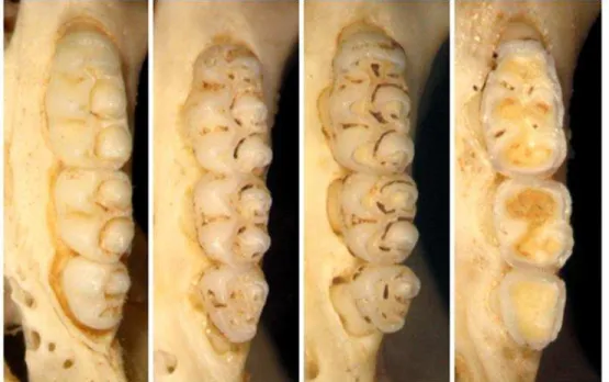 Figura  2  –   Exemplos  de  classes  etárias  relativas  baseadas  no  desgaste  dos  molares  superiores