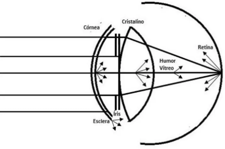 Figura 4 Esquema representativo das diferentes fontes de espalhamento de luz no olho.