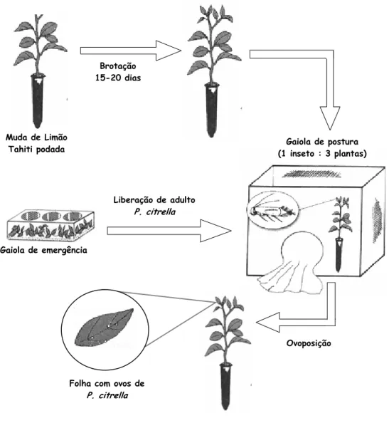 Figura  1  –  Esquema  de  obtenção  de  mudas  de  Limão  Tahiti  com  LMC  (ilustração  adaptada de Chagas &amp; Parra, 2000) 