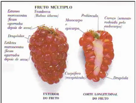 Figura 1 – Morfologia da framboesa (adaptado de Sousa et al., 2007a). 