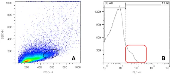 Figura 9 -  Density plot e histograma de suspensão celular da região intercaruncular  bovina em primeiro trimestre gestacional, com marcação para CD8