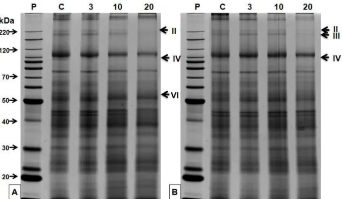 Figura  4.4.2  -  Análise  do  perfil  protéico  em  SDS-PAGE  para  as  variedades  CTC3  (A)  e  CTC4  (B)