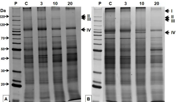 Figura 4.4.6 - Análise do perfil protéico em SDS-PAGE para as variedades CTC11 (A) e CTC12 (B)