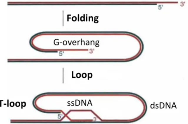 Figure  3.1  T-loop  structure.  The  G-overhang  (ssDNA)  bends  into  the  double-stranded  DNA  (dsDNA)  telomeric  repeat  array