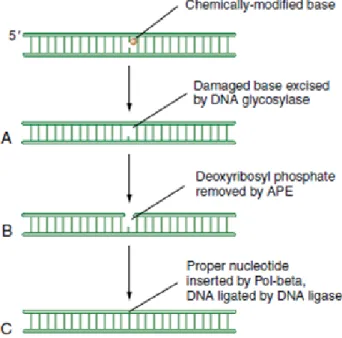 Figure  3.7  Scheme  of  Base  excision  Repair  pathway  action  mode.  Small  lesions  in  DNA  are  often  recognized and  corrected  by  BER  mechanisms  repair