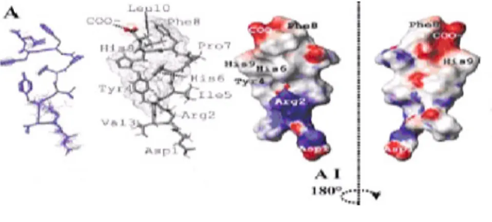 Figura  1.8.  Estrutura  da  Angiotensina  I.  Os  potenciais  electrostáticos  à  superfície  molecular  estão  codificados por cores: potenciais menores que -10 kT estão ilustrados a vermelho, potenciais superiores a  10 kT estão a azul e potenciais neut