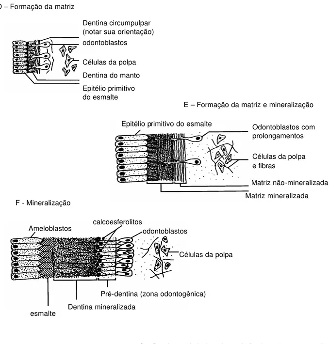 Fig. 2.2- Estágios principais durante o desenvolvimento do tecido dentinário (adaptado de van  Rensburg, 1995 101 ) 