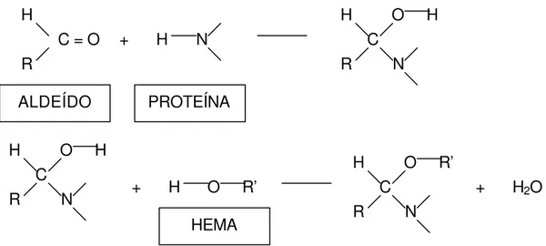 Fig. 2.3.a: Mecanismo de reação entre aldeído, proteína e HEMA, conforme declarado por  Munksgaard (1986)