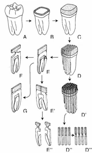 Fig. 2.4.d: Esquematização do método de micro-tração. (adaptado de Pashley et al., 1999 65 ) 