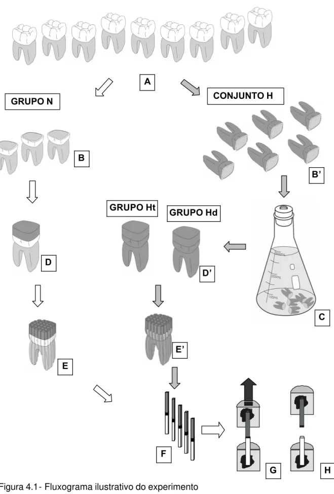 Figura 4.1- Fluxograma ilustrativo do experimento  A E’ E  G  B’  C D’ D B F GRUPO N CONJUNTO H  H GRUPO Ht GRUPO Hd 