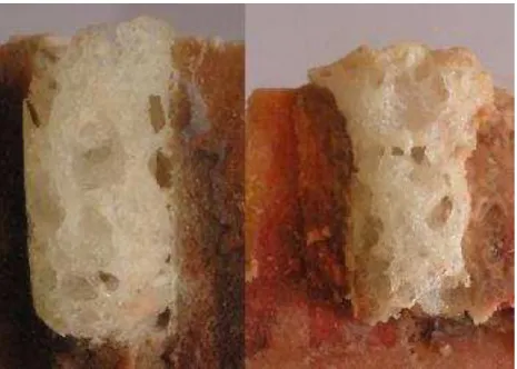 Figura 2. Foto ilustrando cimento ósseo poroso inserido em região proximal da tíbia bovina