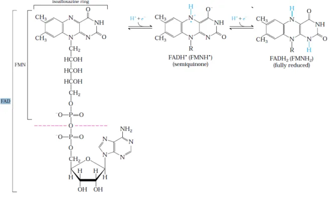 Figura 11: Estrutura e reações de oxirredução envolvendo o FAD. 