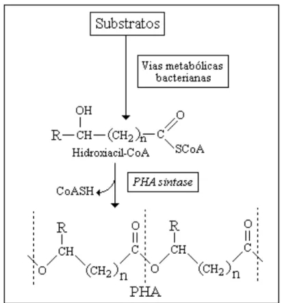 Figura  2.  Esquema  da  síntese  de  PHA  em  bactérias.  Os  quadros  destacam  os  pontos- pontos-chave para modificar a composição monomérica dos PHA que influi nas suas  propriedades e conseqüentes aplicações (Gomez et al., 2005) 