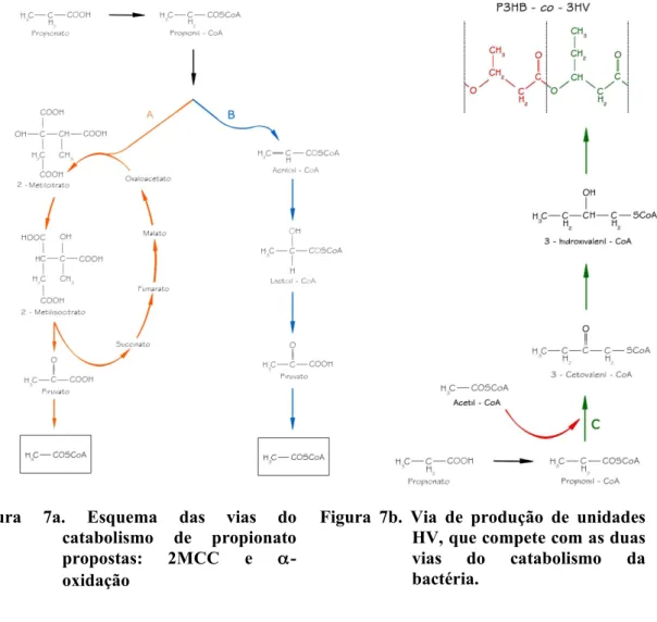 Figura  7a.  Esquema  das  vias  do  catabolismo  de  propionato  propostas:  2MCC  e   α-oxidação 