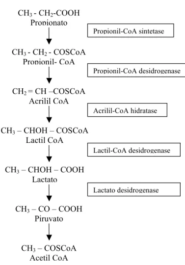 Figura 9. Via da α -oxidação de propionato, mostrando as enzimas envolvidas nesta via