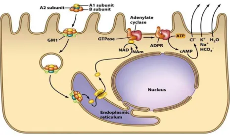 Figura  2  -  Ilustração  esquemática  do  mecanismo  de  ação  intracelular  da  toxina  termo-lábil  (LT)  de  ETEC