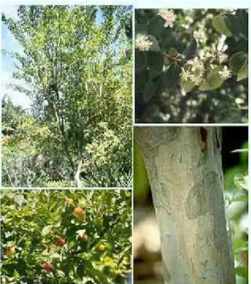FIGURA 1: Aspectos morfológicos da  árvore, flor, fruto e tronco da Eugenia 