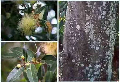 FIGURA 2: Aspectos morfológicos da flor, fruto e  tronco da Eugenia jambolana Lamark (jambolão)