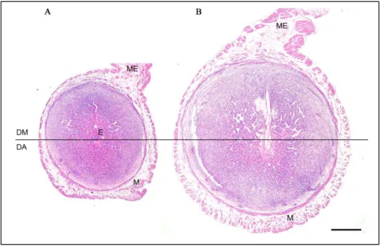 Figura  2  -  Fotomicrografia  da  decídua  (A)  e  deciduoma  (B)  de  camundongos,  em corte transversal, no 7ºdia após coito 