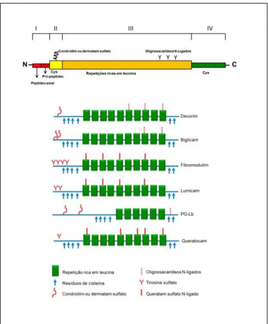 Figura 5 - Representação esquemática de alguns SLRPs. 