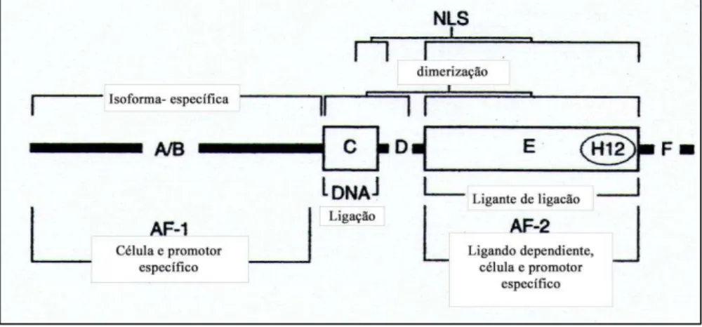 Figura  7  -  Esquema  da  organização  estrutural  dos  receptores  nucleares  esteroides 