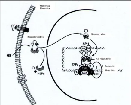 Figura 10 - Esquema da regulação dos receptores esteroides que perdem a via  HERs “Thethering” 