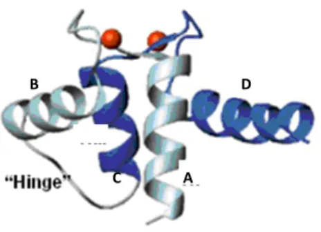 Figura 6- Estrutura do domínio “EF-hand” de proteínas ligantes de Ca +2  com o íon cálcio em vermelho