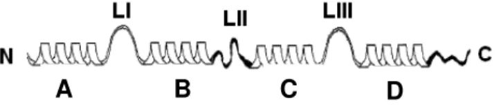 Figura 7- Representação esquemática da estrutura secundária de uma proteína S100. Cada “loop” ligante  de Ca +2  (LI e LIII, no meio do N- e C- terminal, respectivamente) é conectado por α-hélices (A e B, C e  D)