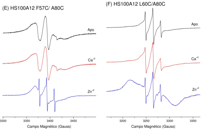 Figura 34 - Espectros de RPE em banda X dos mutantes da proteína HS100A12 com o marcador de spin  MTSSL na ausência e na presença de cálcio e zinco a 25 0 C