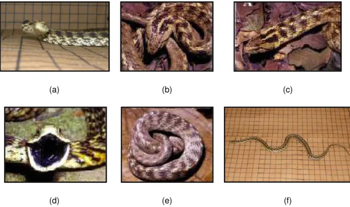 Figura 2: Táticas defensivas da serpente T. dorsatus: (a) Postura sigmóide, (b) Triangulação da  cabeça, (c) Achatamento do corpo, (d) Escancaro de boca, (e) Proteção da cabeça, (f) Fuga
