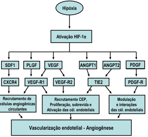 Figura 5 - Vias moleculares de regulação da angiogênese em resposta à hipóxia  Esquema adaptado de Semenza et al., 2009 