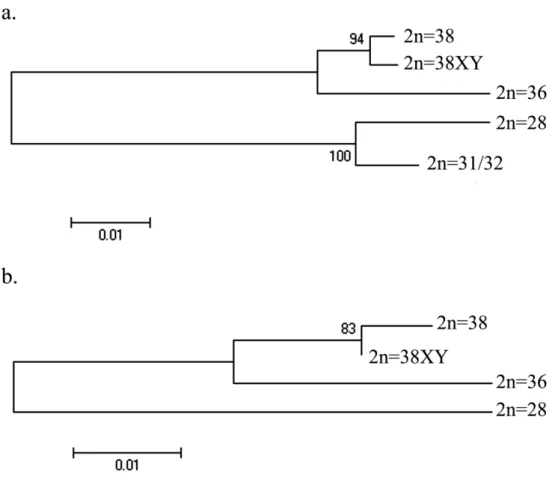 Figura 10: Comparação  das topologias das árvores de Máxima Verossimilhança (MV)  com  cálculo  de  '   (1000  pseudoréplicas),  utilizando1se  o  modelo  Kimura121 Parâmetros, para as sequencias de menor (a) e maior (b) tamanho do gene ribossômico  5S