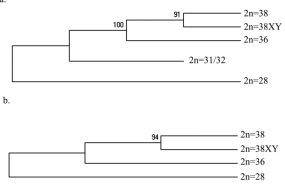 Figura  11:  Comparação  das  topologias  das  árvores  de  Máxima  Parcimônia  (MP)  com  cálculo  de  '   (1000  pseudoréplicas),  utilizando1se  o  modelo  Kimura121 Parâmetros, para as sequencias de menor (a) e maior (b) tamanho do gene ribossômico  5S