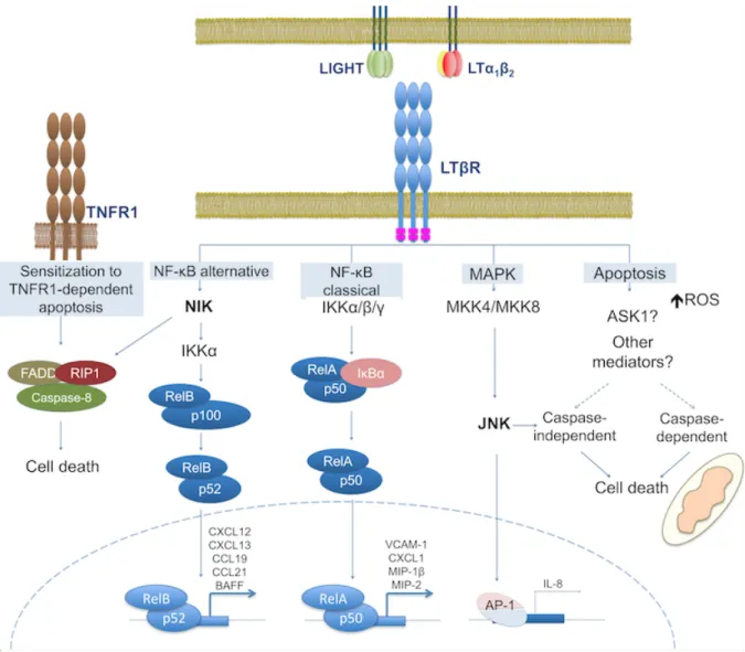 Figure  2.  LTβR-mediated  signal  transduction  pathways  leading  to  target  gene  expression  and  cell  death