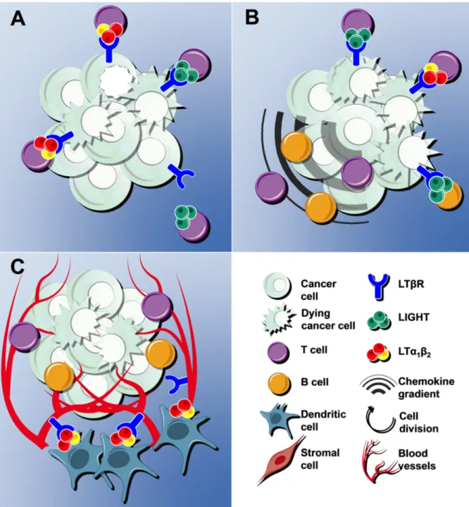 Figure 3. LTβR anti-oncogenic roles. Activation of LTβR signaling leads to anti-oncogenic  effects  due  to  three  main  mechanisms