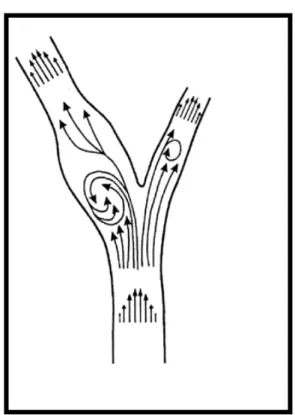 Figura  3. Padrão de fluxo sanguíneo no bulbo carotídeo 