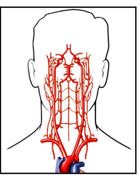 Figura 6. Anastomoses cerebrais extra e intracranianas (polígono de Willis)  da artéria carótida interna