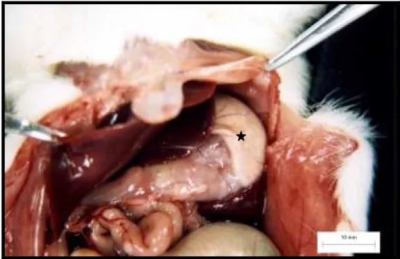 Figura 1 -  Fotografia     demonstrando     órgãos   abdominais   do   rato,  entre    eles o estômago, in situ  (estrela)