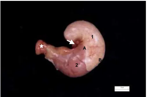 Figura 2 - Fotografia da face externa do estômago. Região aglandular (1),  região glandular (2), região da curvatura menor do estômago (a),  região da curvatura maior do estômago (b), esôfago (seta) e  duodeno (estrela)